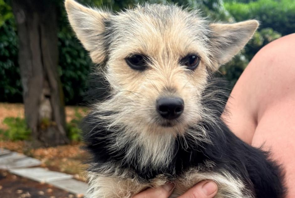 Alerte Découverte Chien Inconnu , 1 année Malintrat France