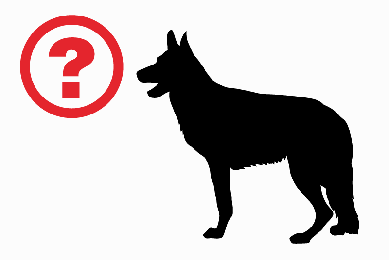 Alerte Découverte Chien Femelle Ceyrat France